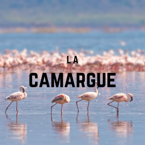 Boutique hotels camargue