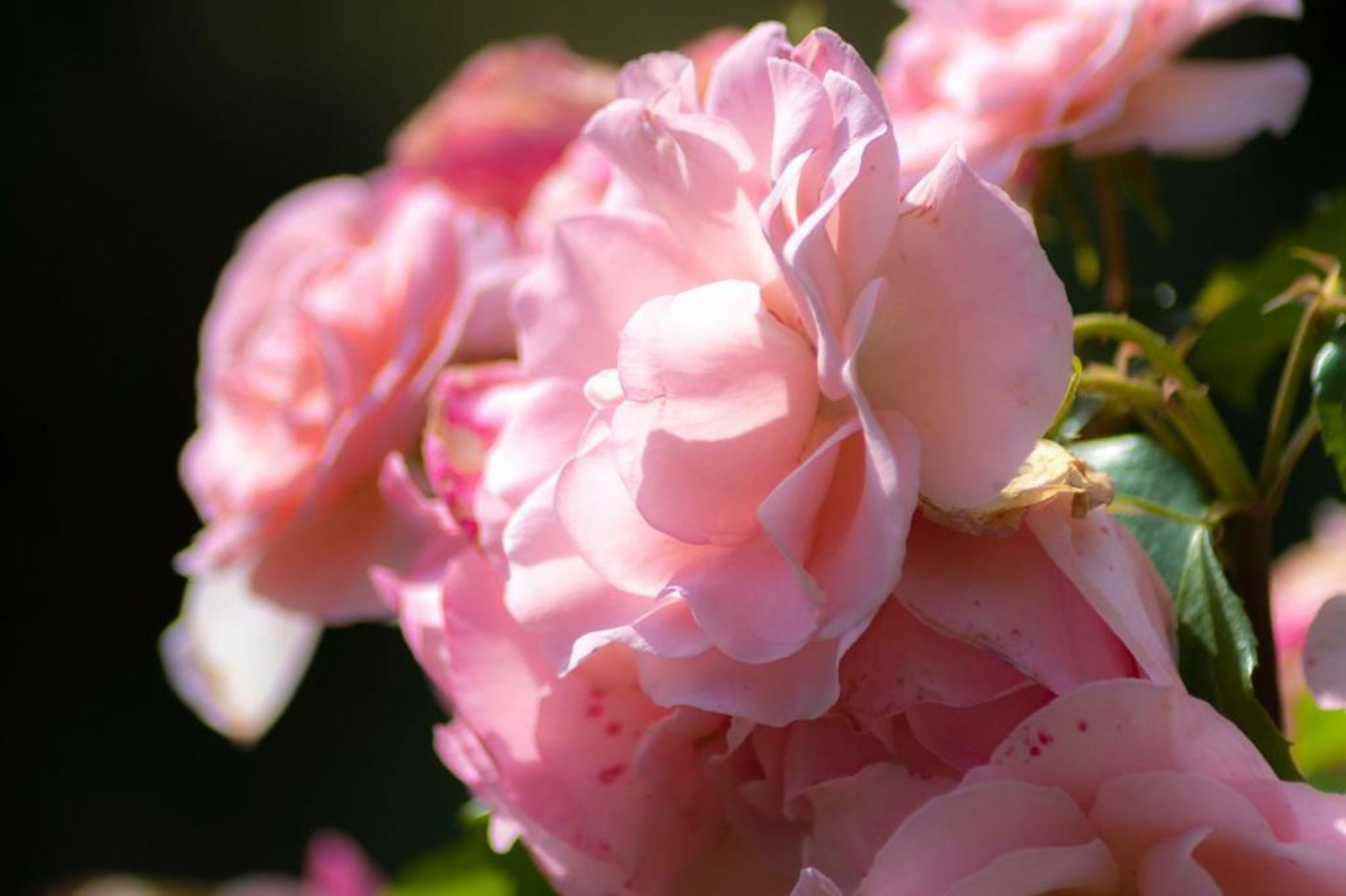 Villa Scacciapensieri Boutique Hotel