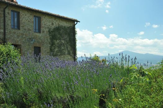 L'Olmo