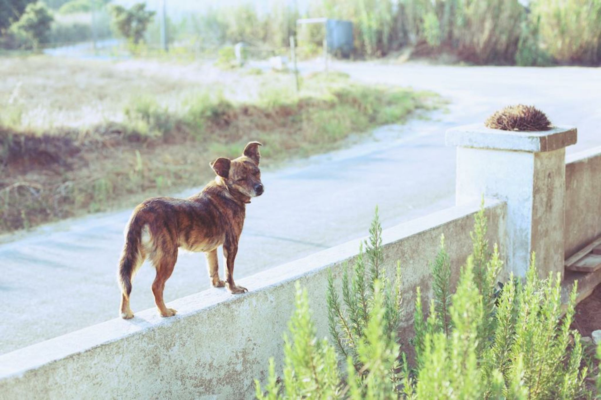 Cabeca Da Cabra Casa De Campo
