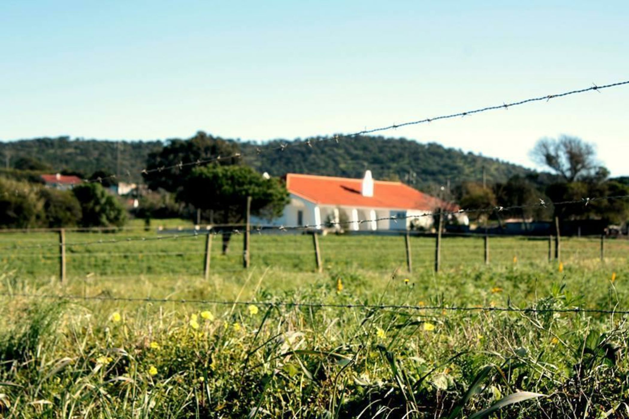 Cabeca Da Cabra Casa De Campo
