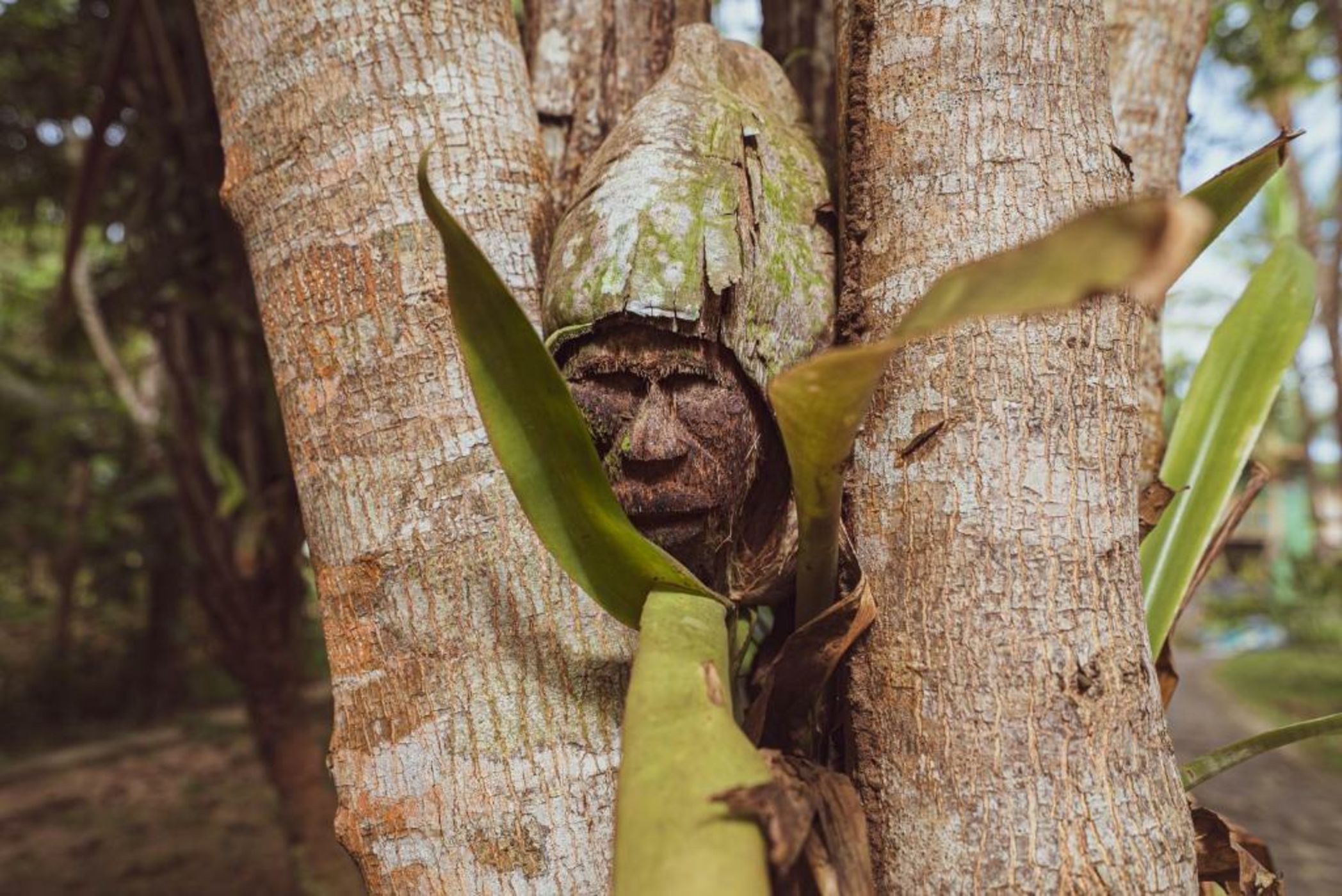 Butterfly House Bahia