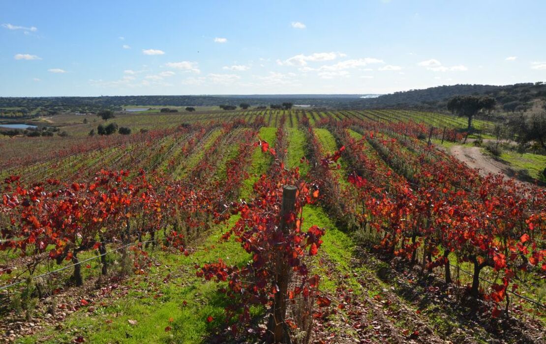 Herdade Do Sobroso Wine & Luxury Boutique Hotel