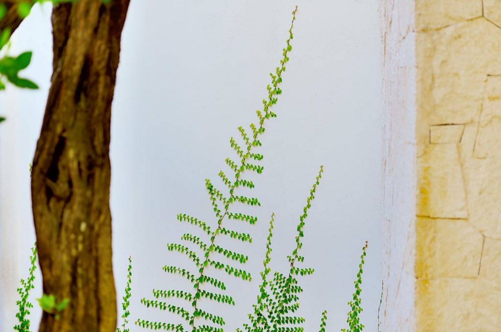 Tago Tulum by G Hotels