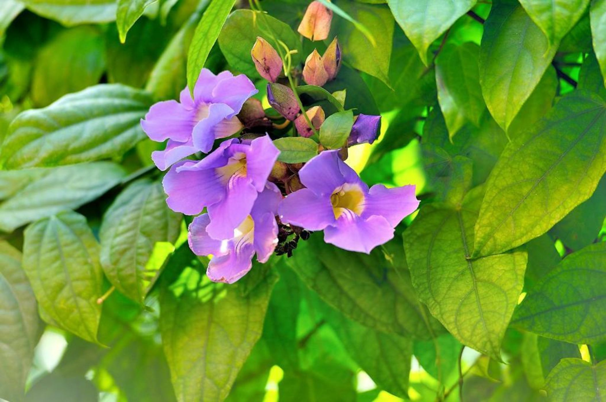 Tago Tulum by G Hotels