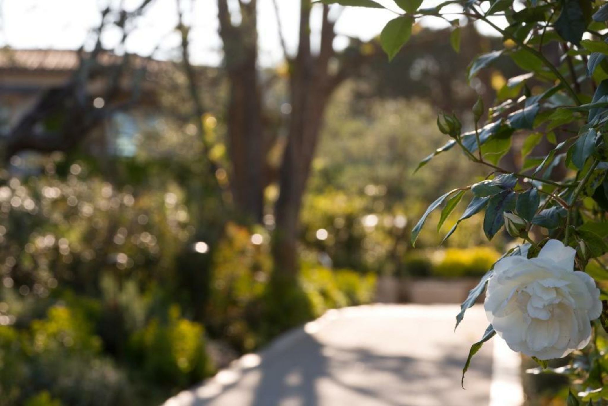 Domaine du Mas De Pierre