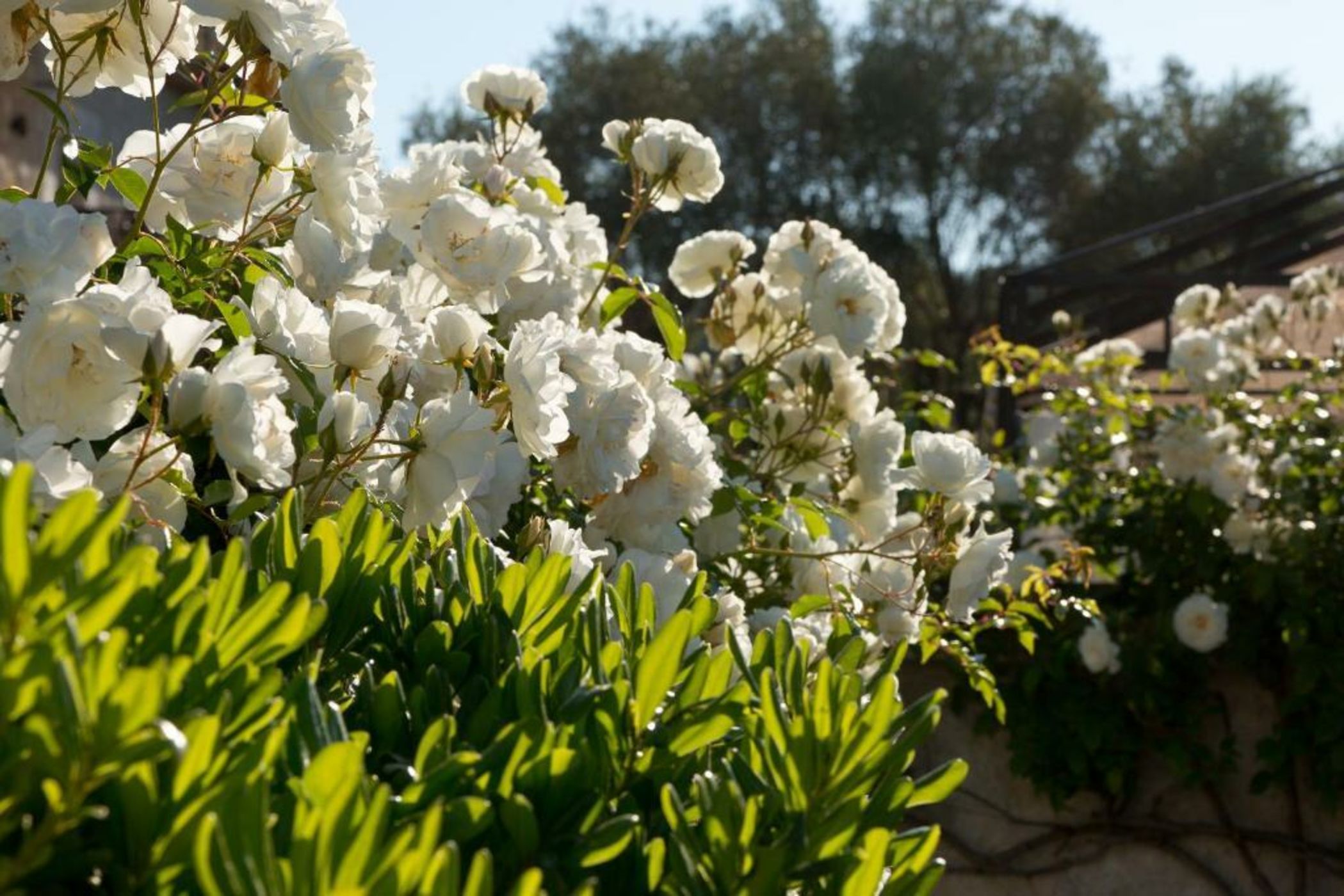 Domaine du Mas De Pierre