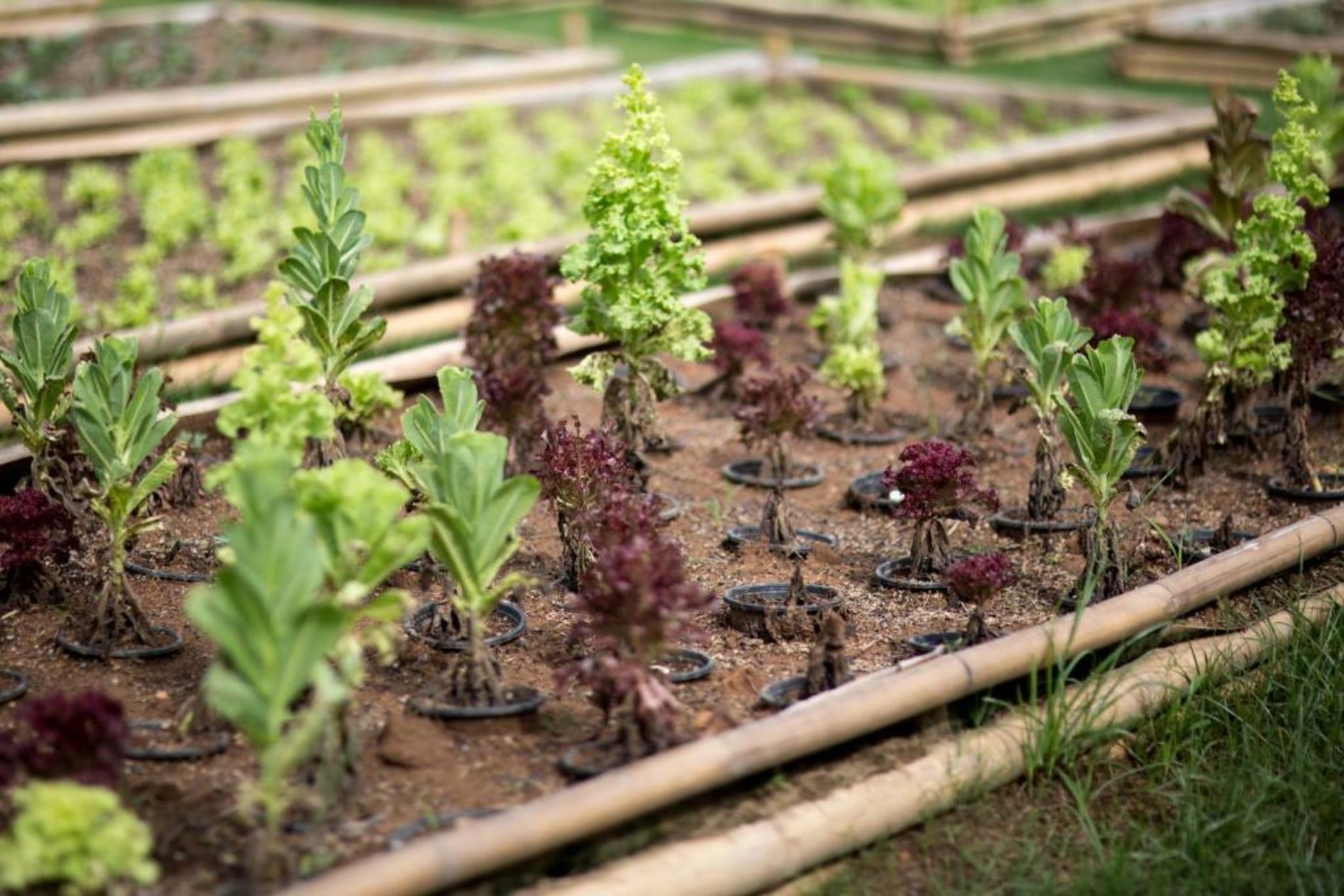 North Hill City Resort -SHA Extra Plus