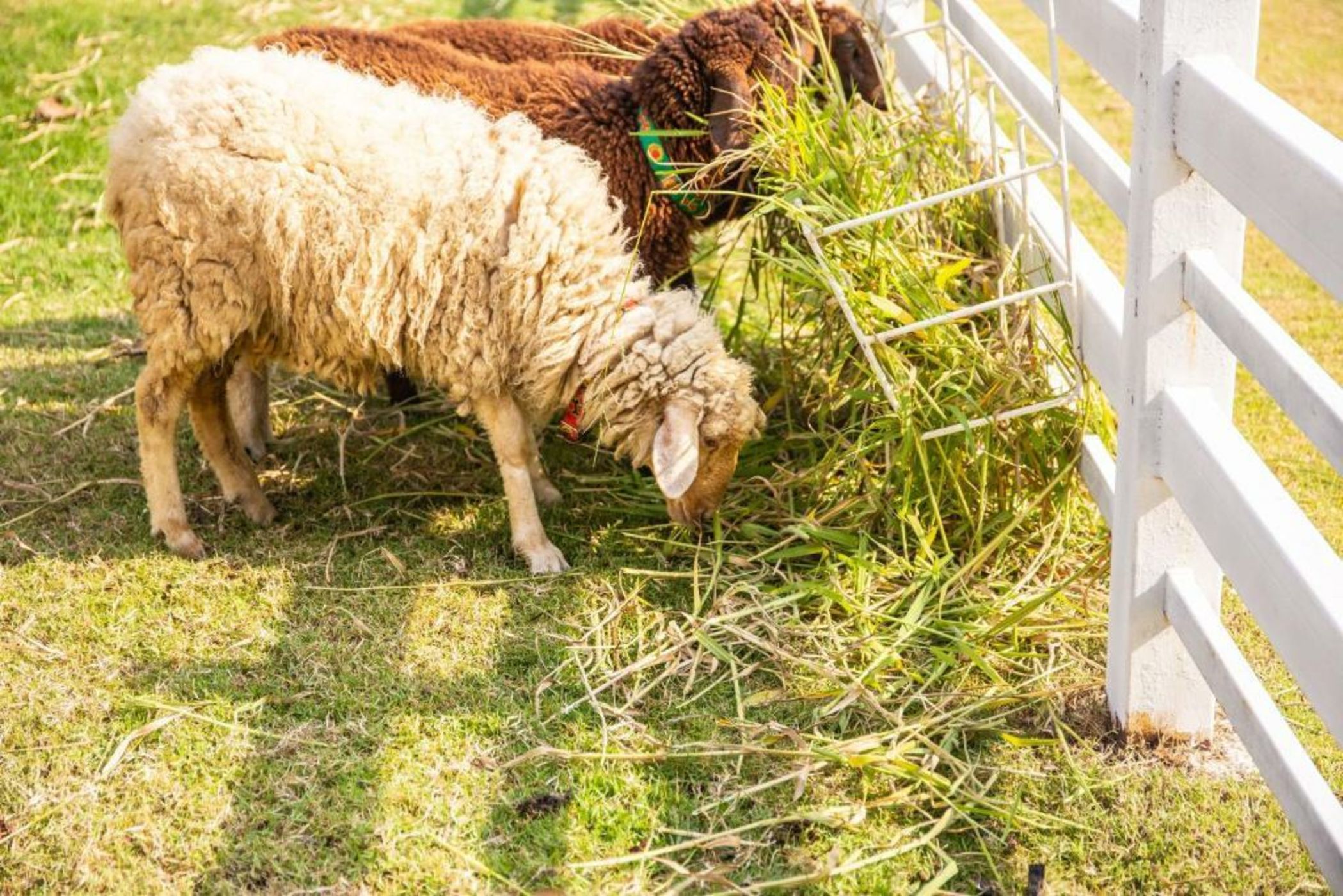 North Hill City Resort -SHA Extra Plus