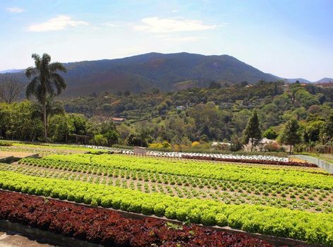 Unique Garden