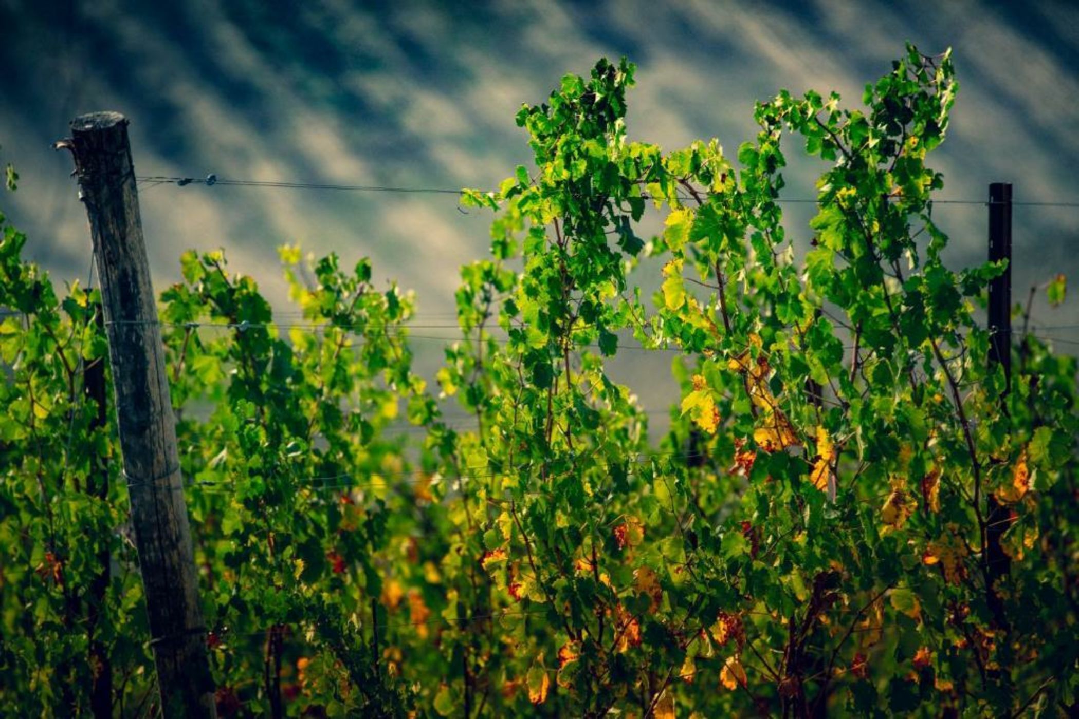 Filodivino Wine Resort & SPA