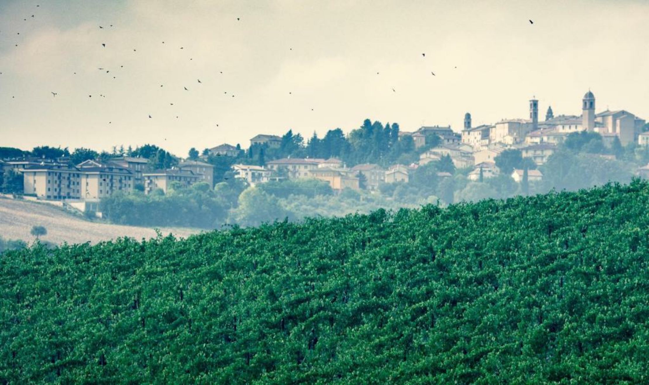 Filodivino Wine Resort & SPA