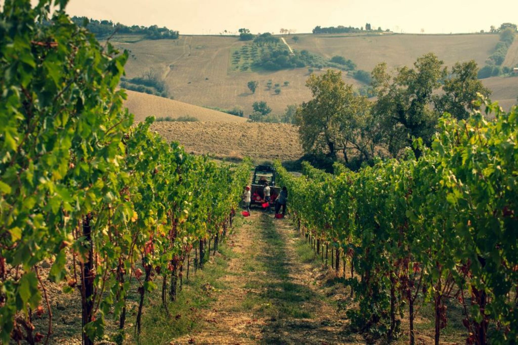 Filodivino Wine Resort & SPA