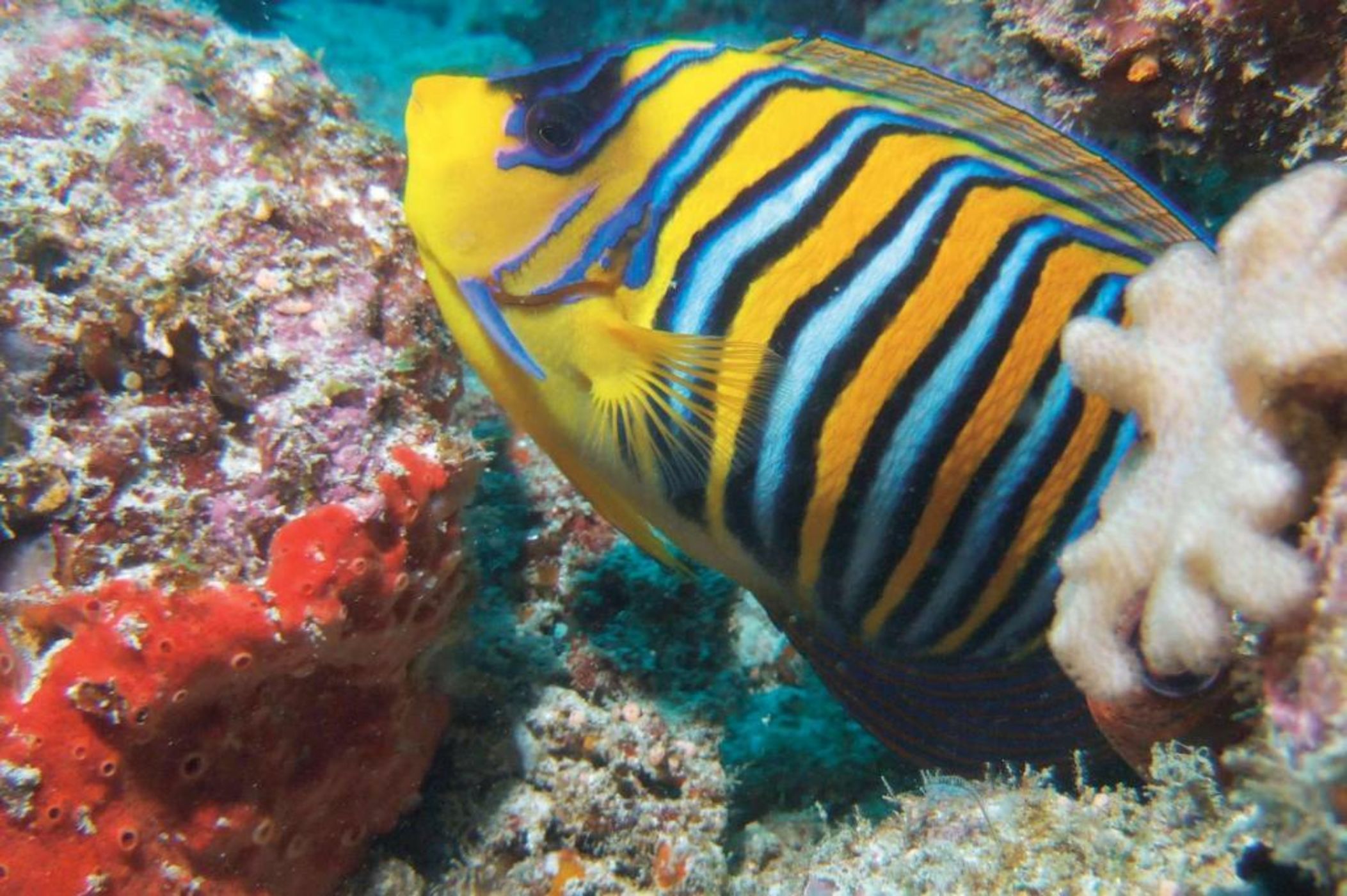 Constance Tsarabanjina - All Inclusive