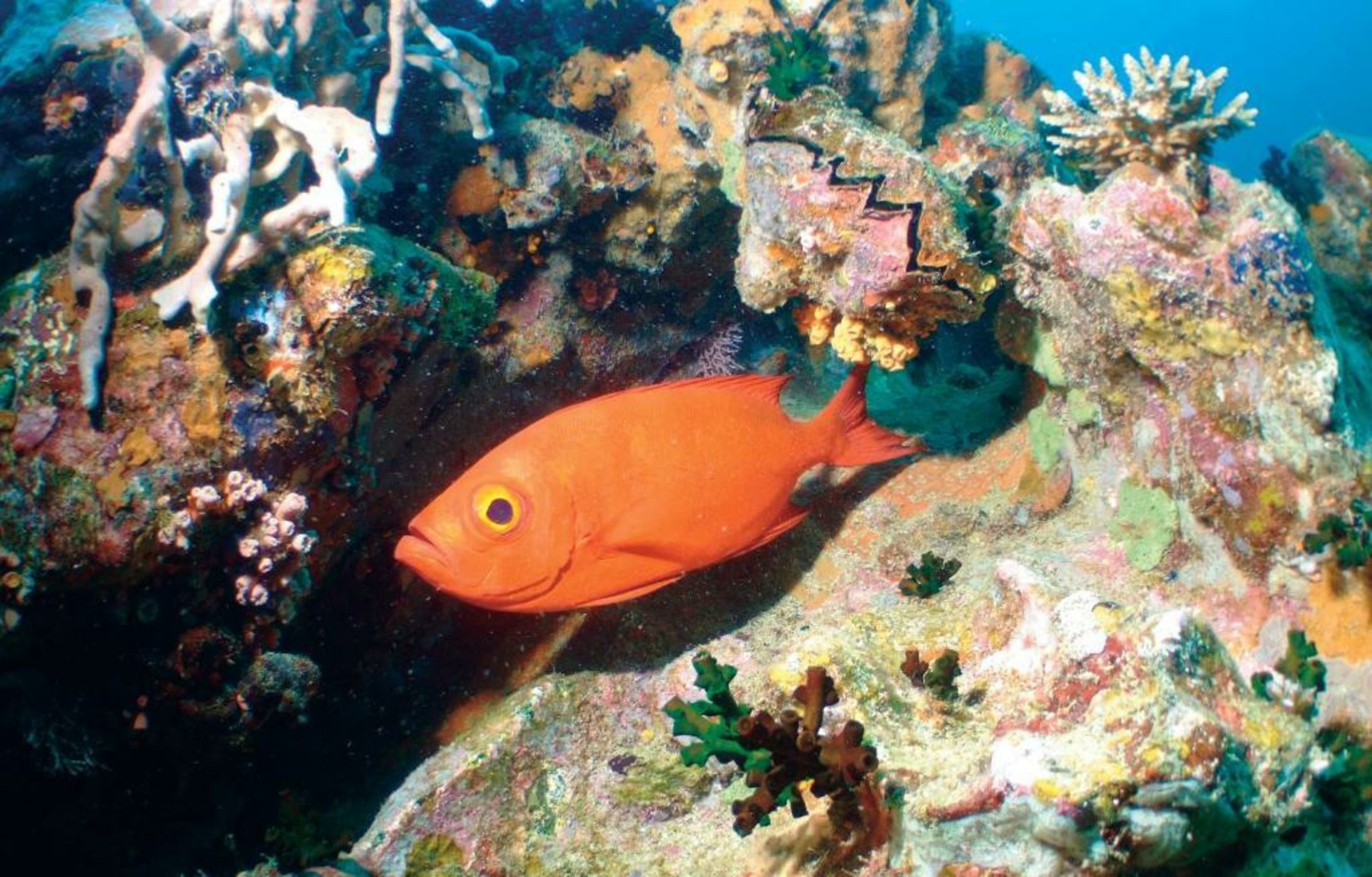 Constance Tsarabanjina - All Inclusive