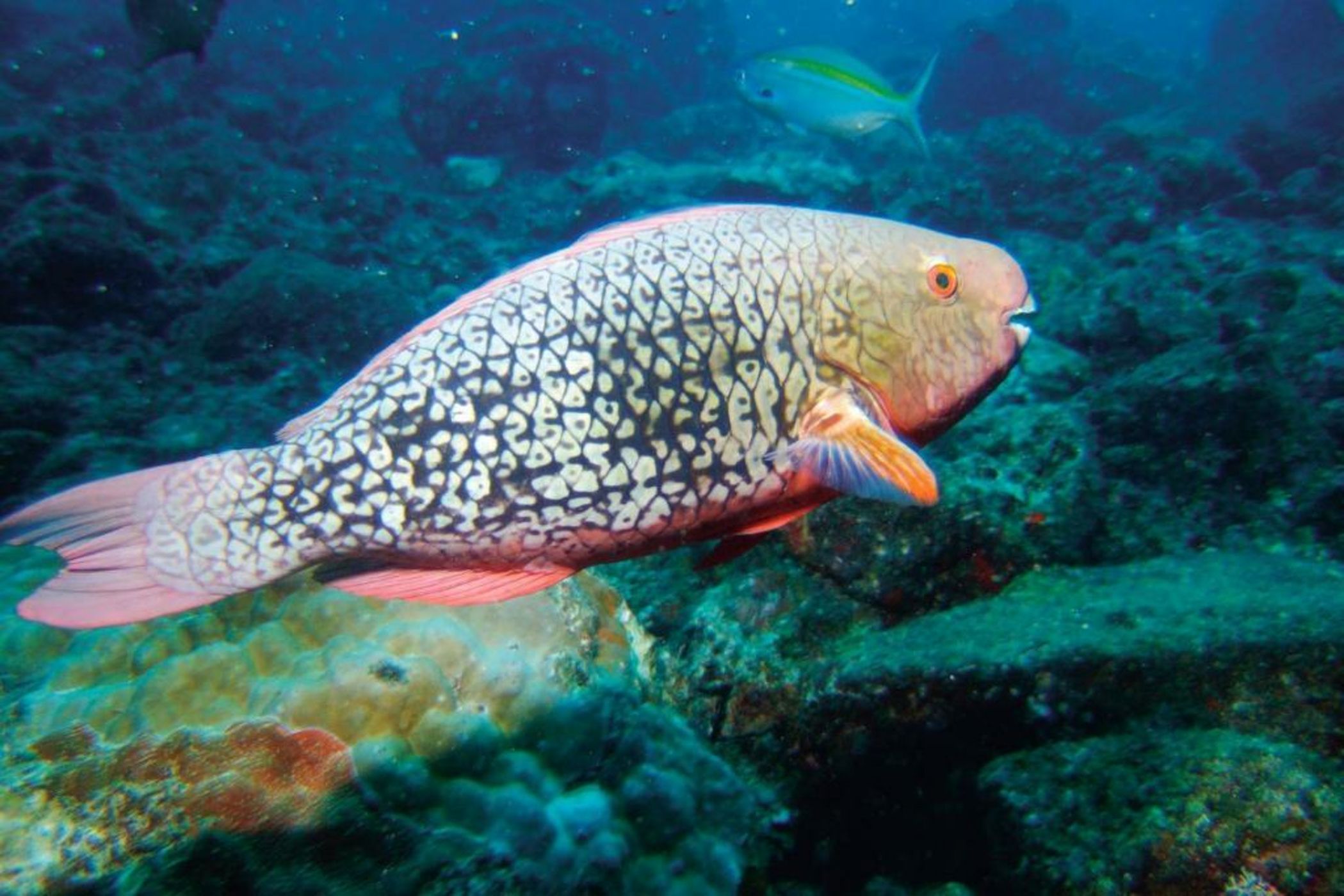 Constance Tsarabanjina - All Inclusive