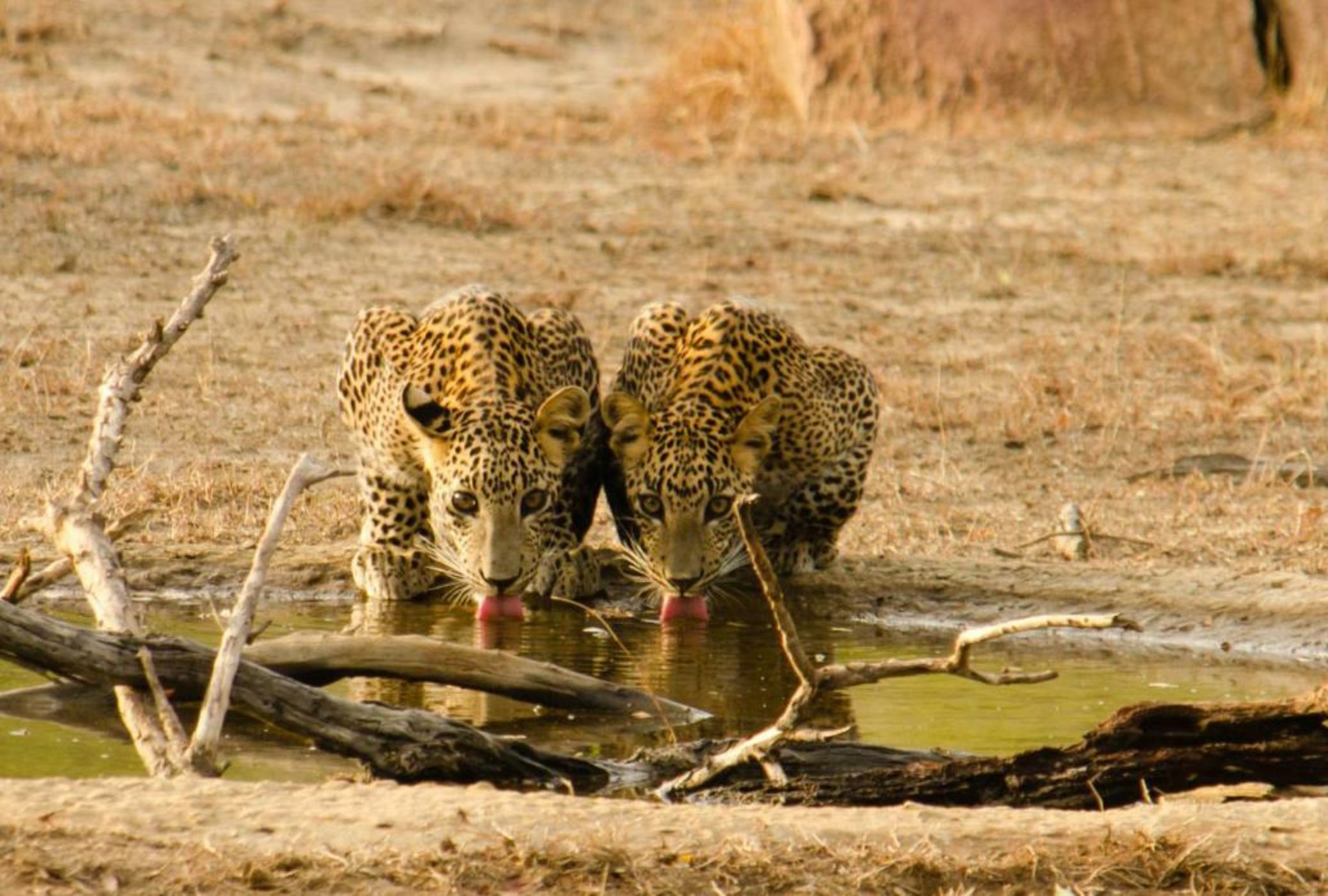 Big Game - Yala by Eco Team