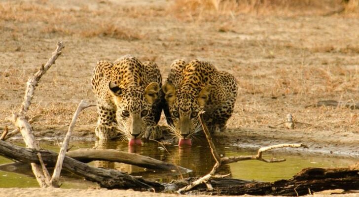 Big Game - Yala by Eco Team