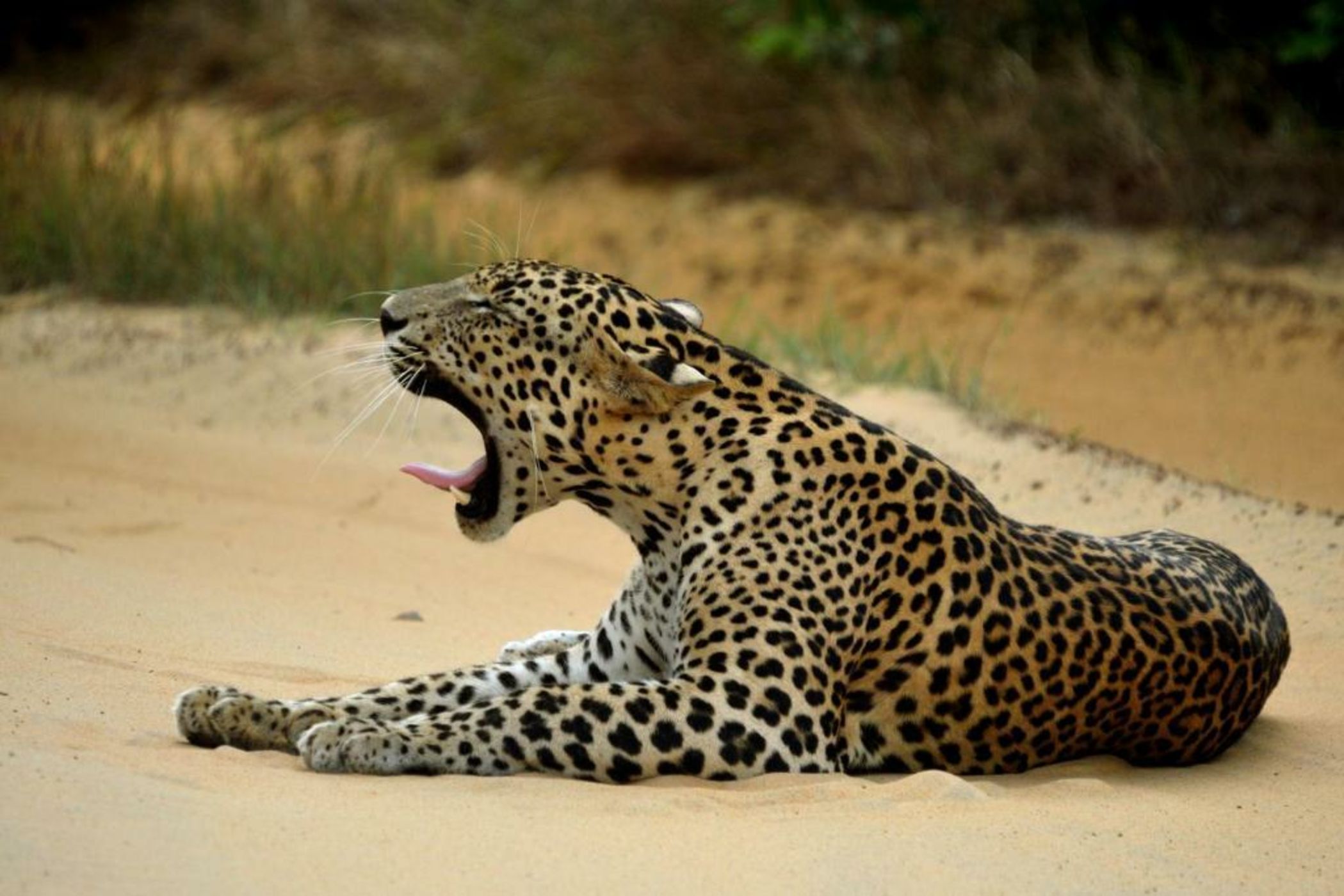 Big Game - Yala by Eco Team