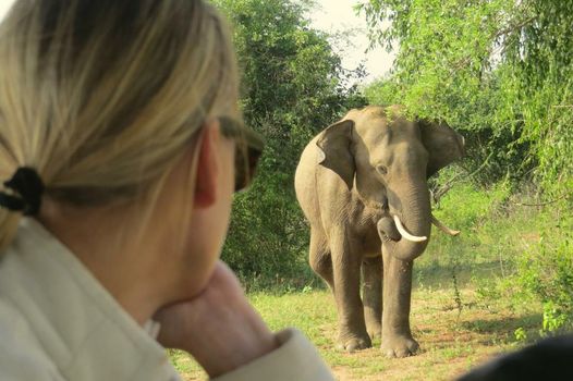 Big Game - Yala by Eco Team