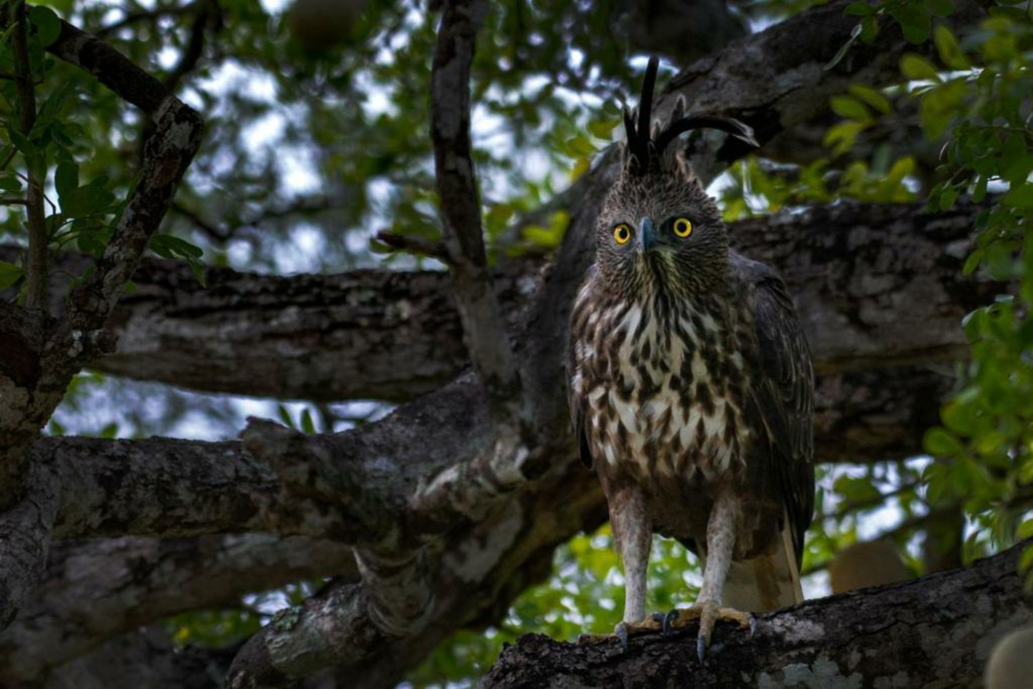 Big Game - Yala by Eco Team