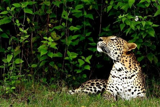 Big Game - Yala by Eco Team