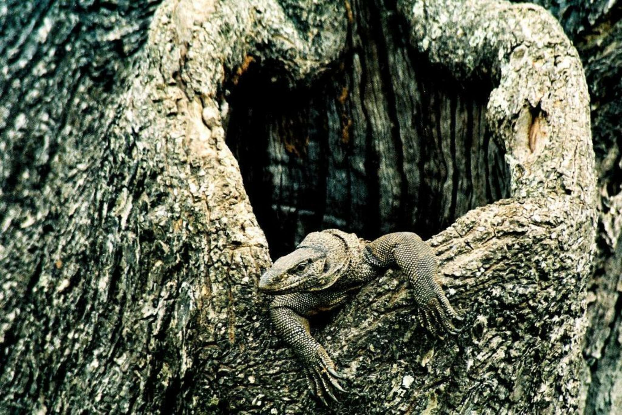 Big Game - Yala by Eco Team