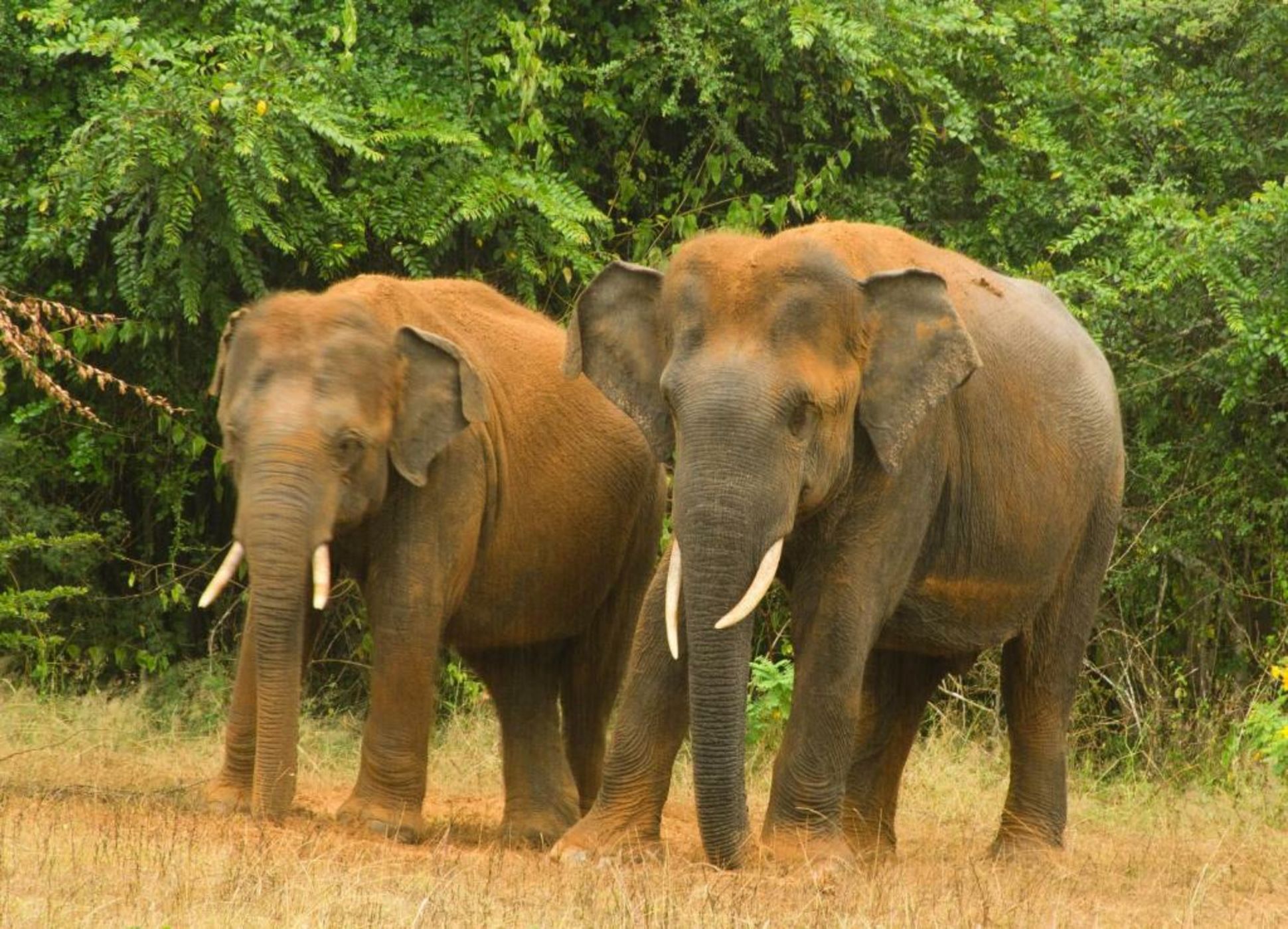 Big Game - Yala by Eco Team