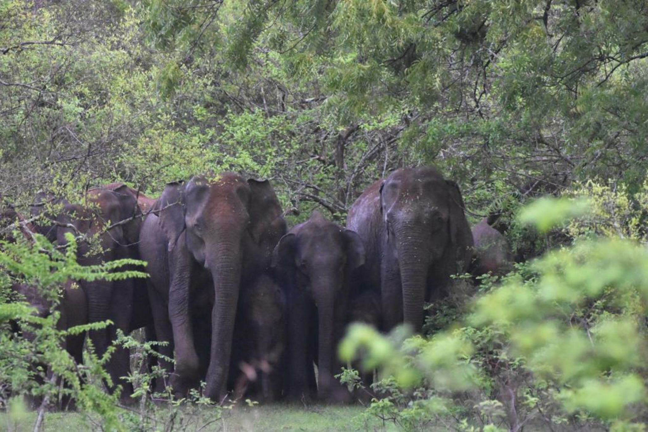 Big Game - Yala by Eco Team