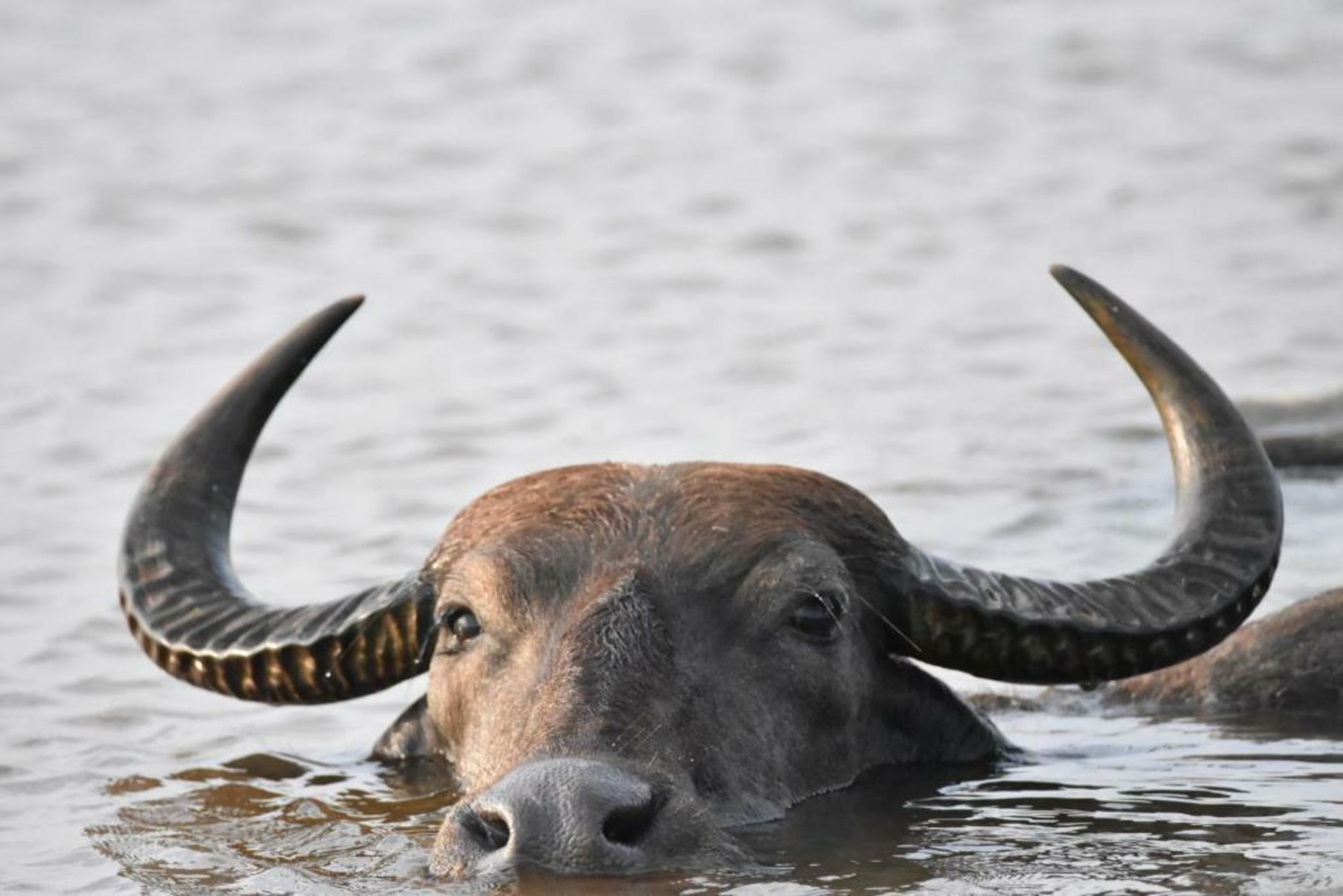 Big Game - Yala by Eco Team