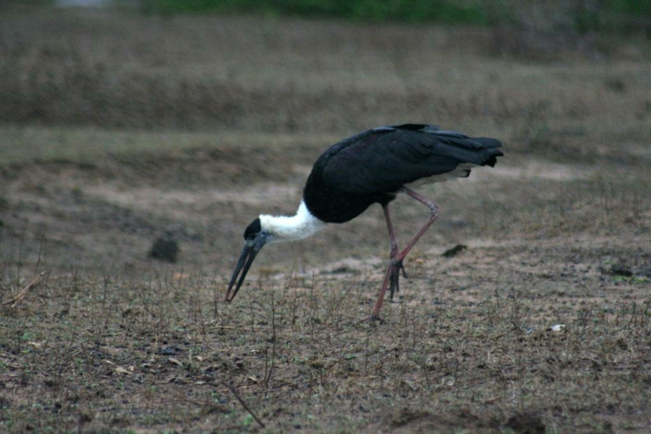 Big Game - Yala by Eco Team