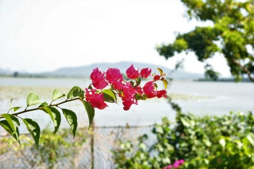 Thaulle Resort