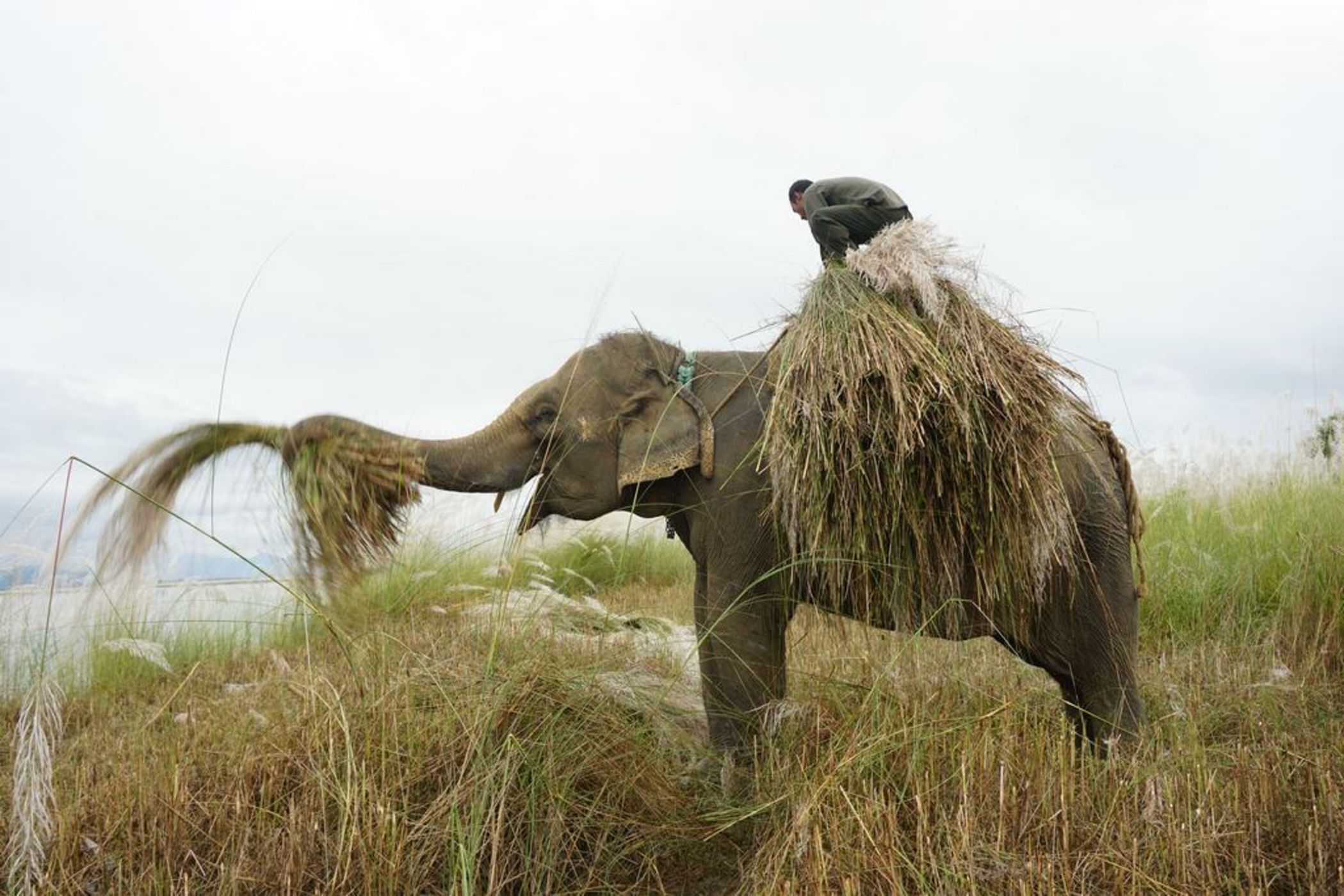 Tiger Tops Tharu Lodge