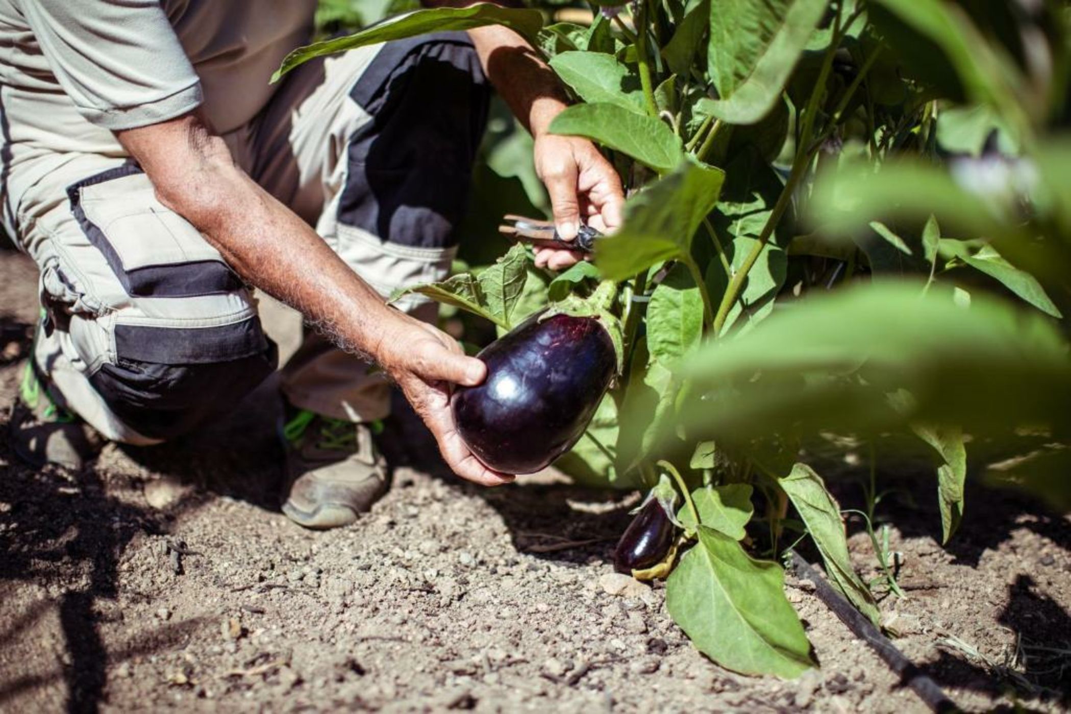 Hotel Cala di Volpe, a Luxury Collection Hotel, Costa Smeralda