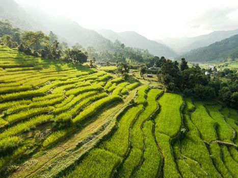The Pavilions Himalayas The Farm