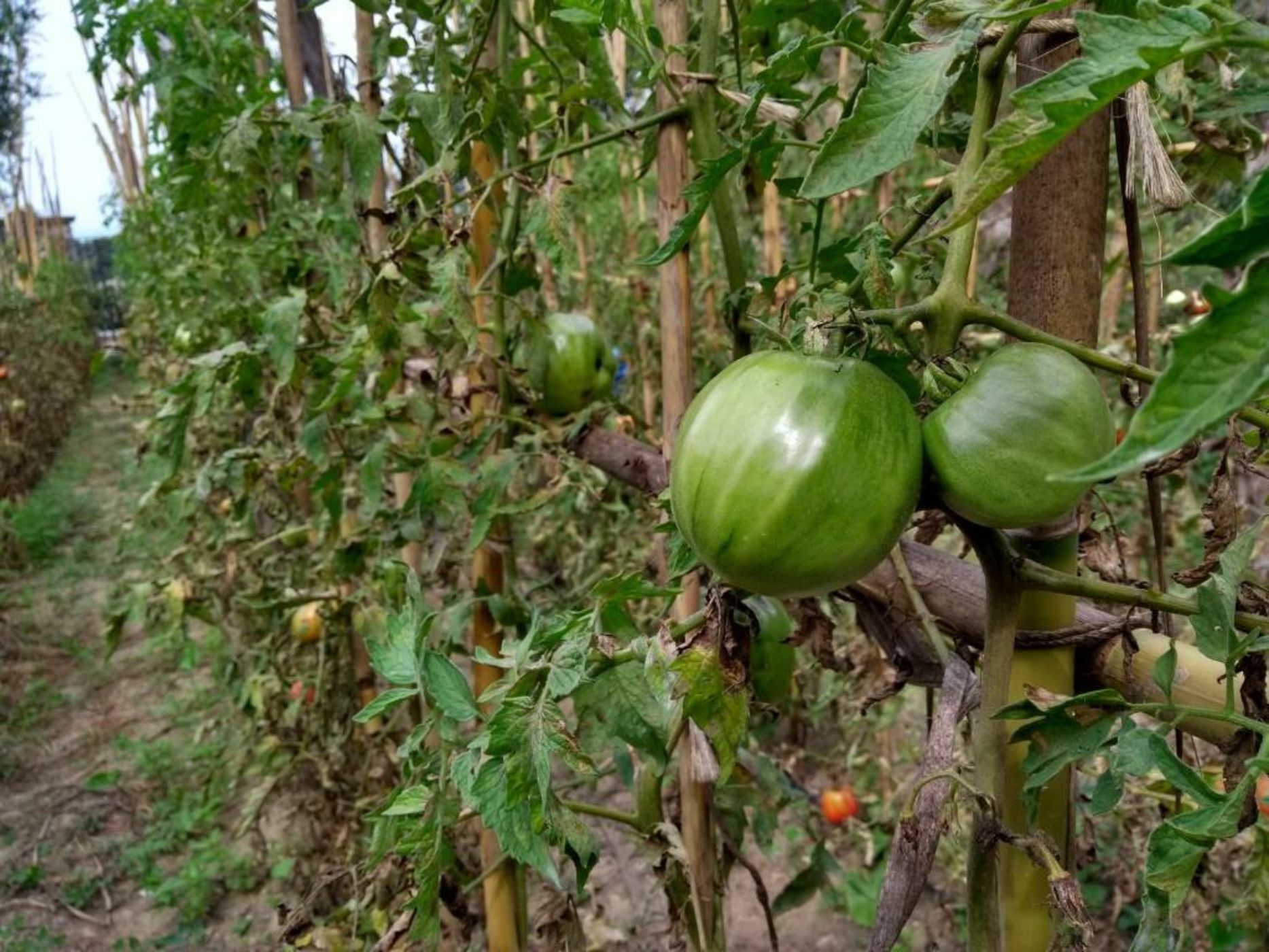 Anna Belle Elegant AgriResort