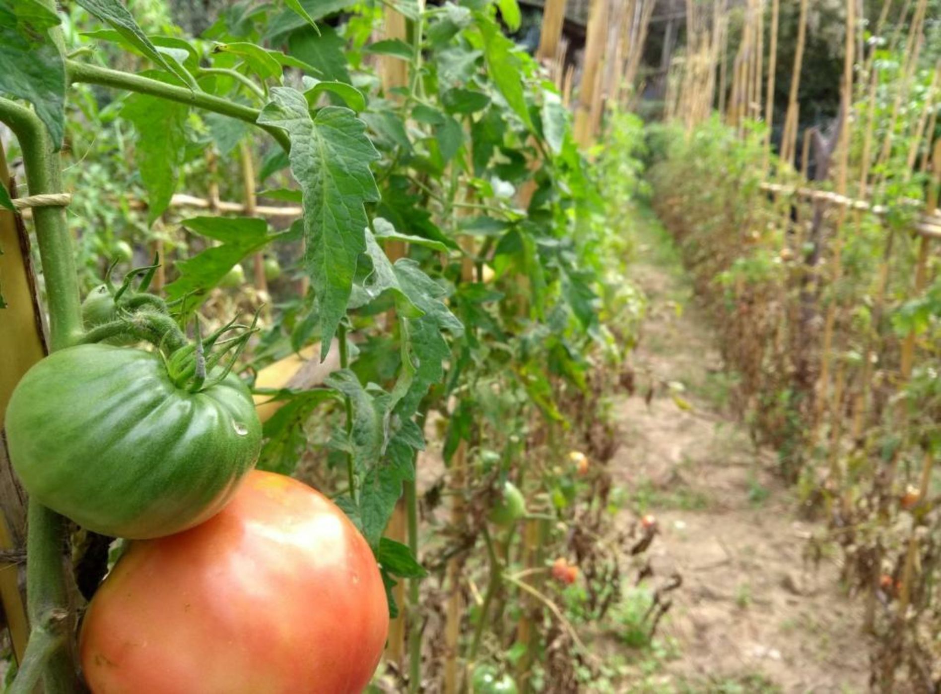 Anna Belle Elegant AgriResort