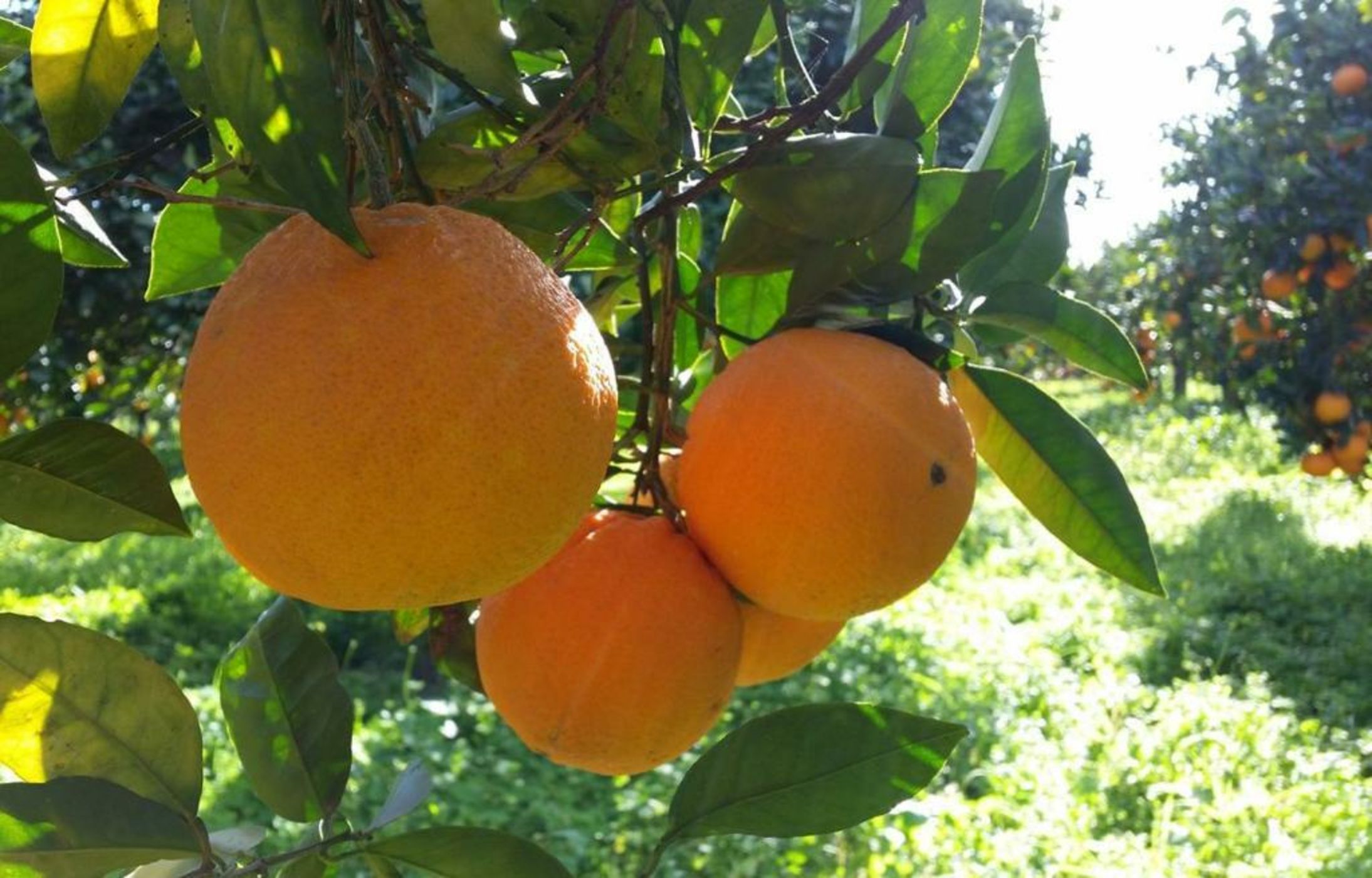 Anna Belle Elegant AgriResort