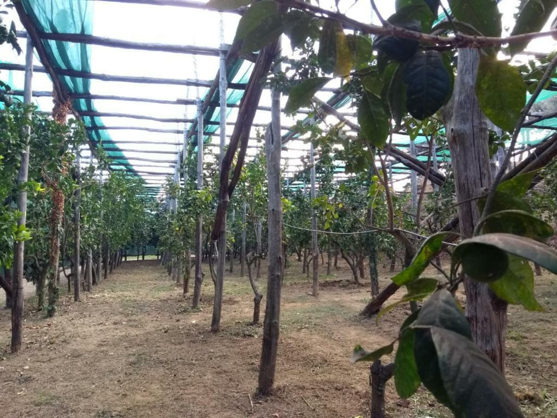 Anna Belle Elegant AgriResort