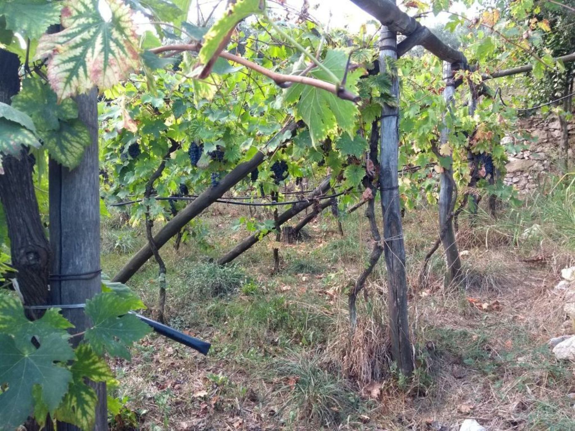 Anna Belle Elegant AgriResort