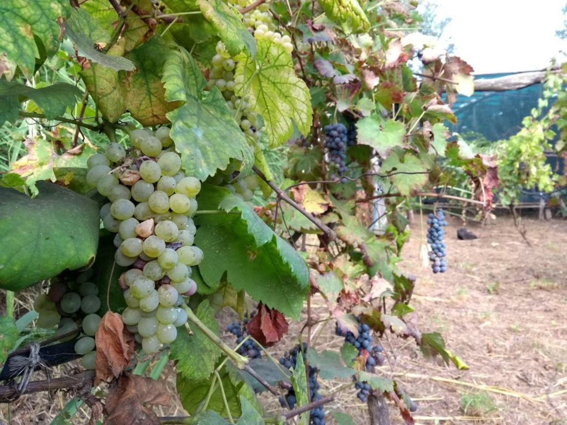 Anna Belle Elegant AgriResort