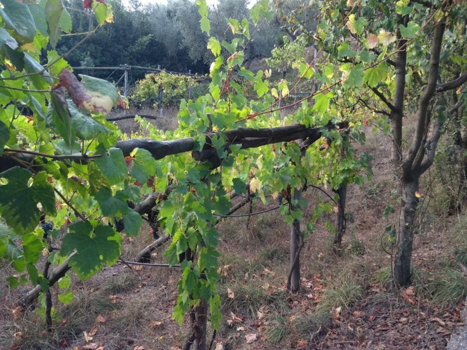 Anna Belle Elegant AgriResort