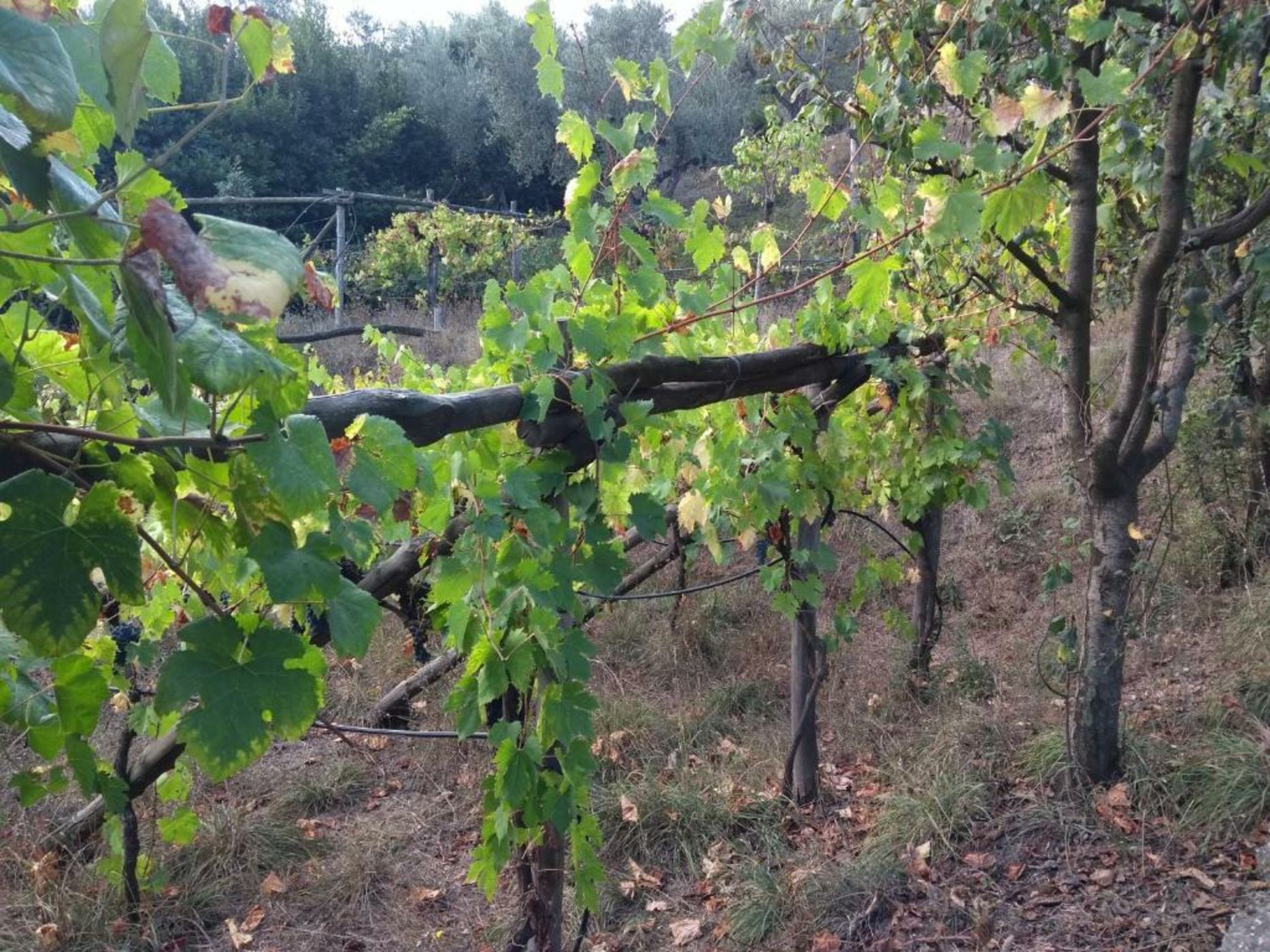 Anna Belle Elegant AgriResort