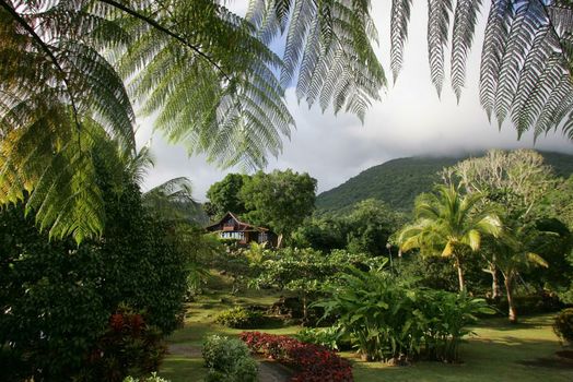 Jardin Malanga
