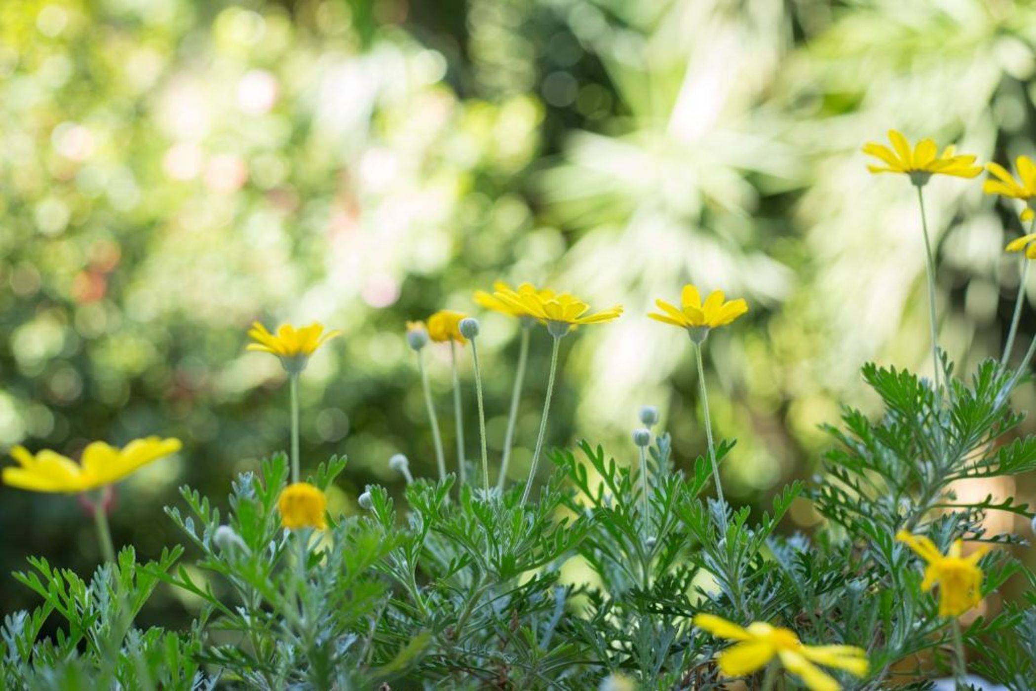 The Bellini House by House In Naples