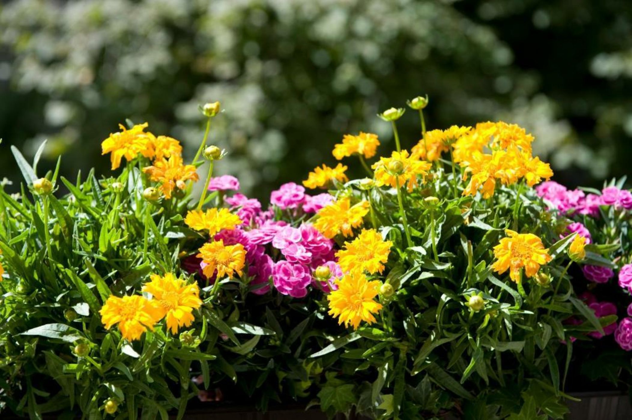 Boutique Hotel Splendid