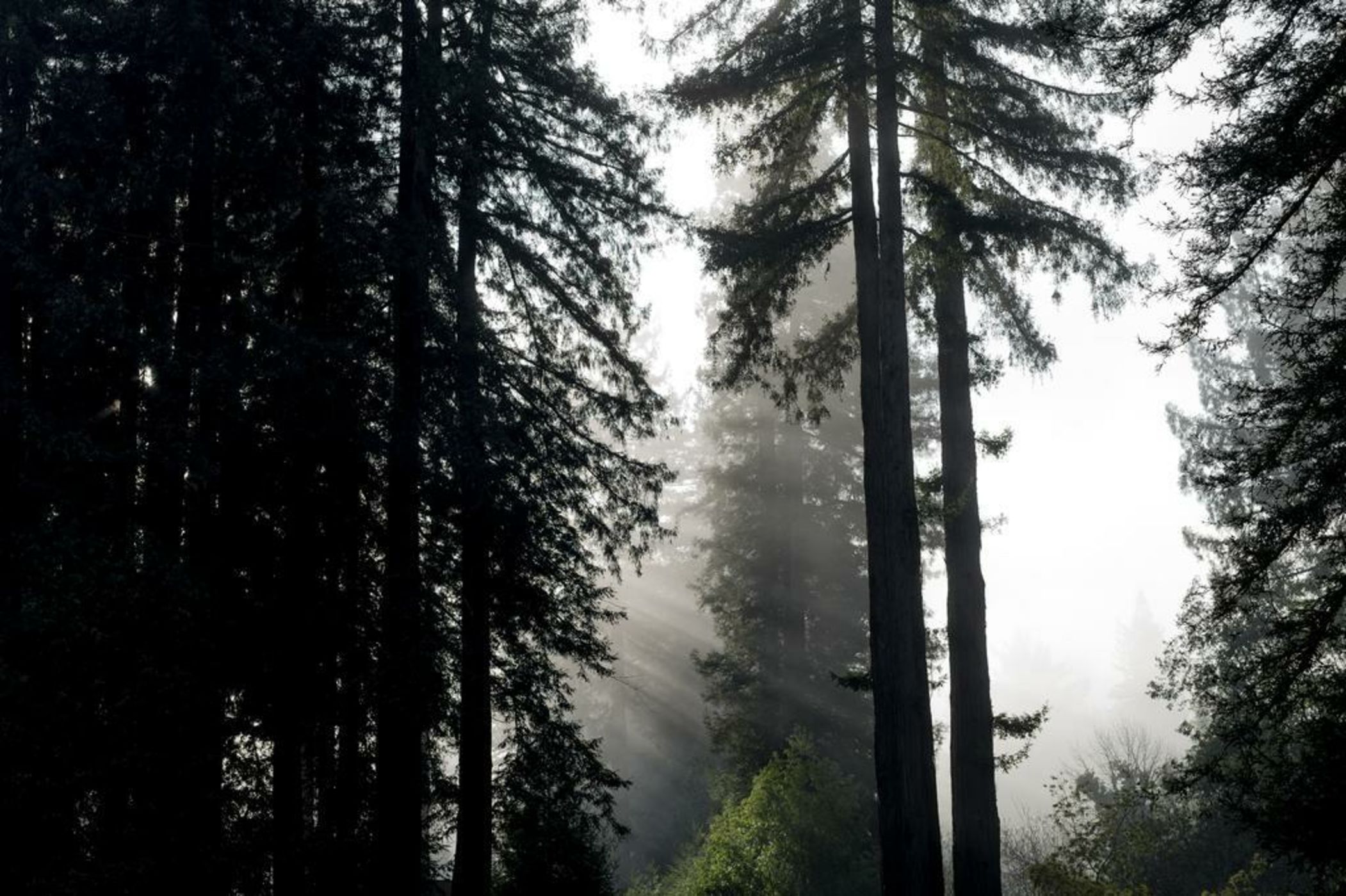 AutoCamp Russian River