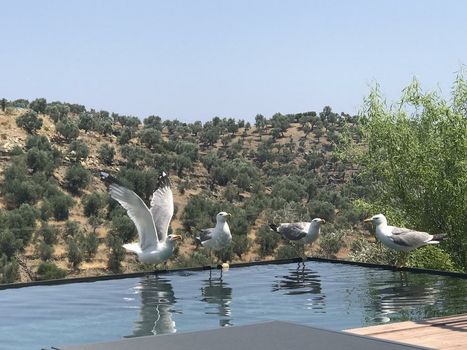 A - Luxury Villas