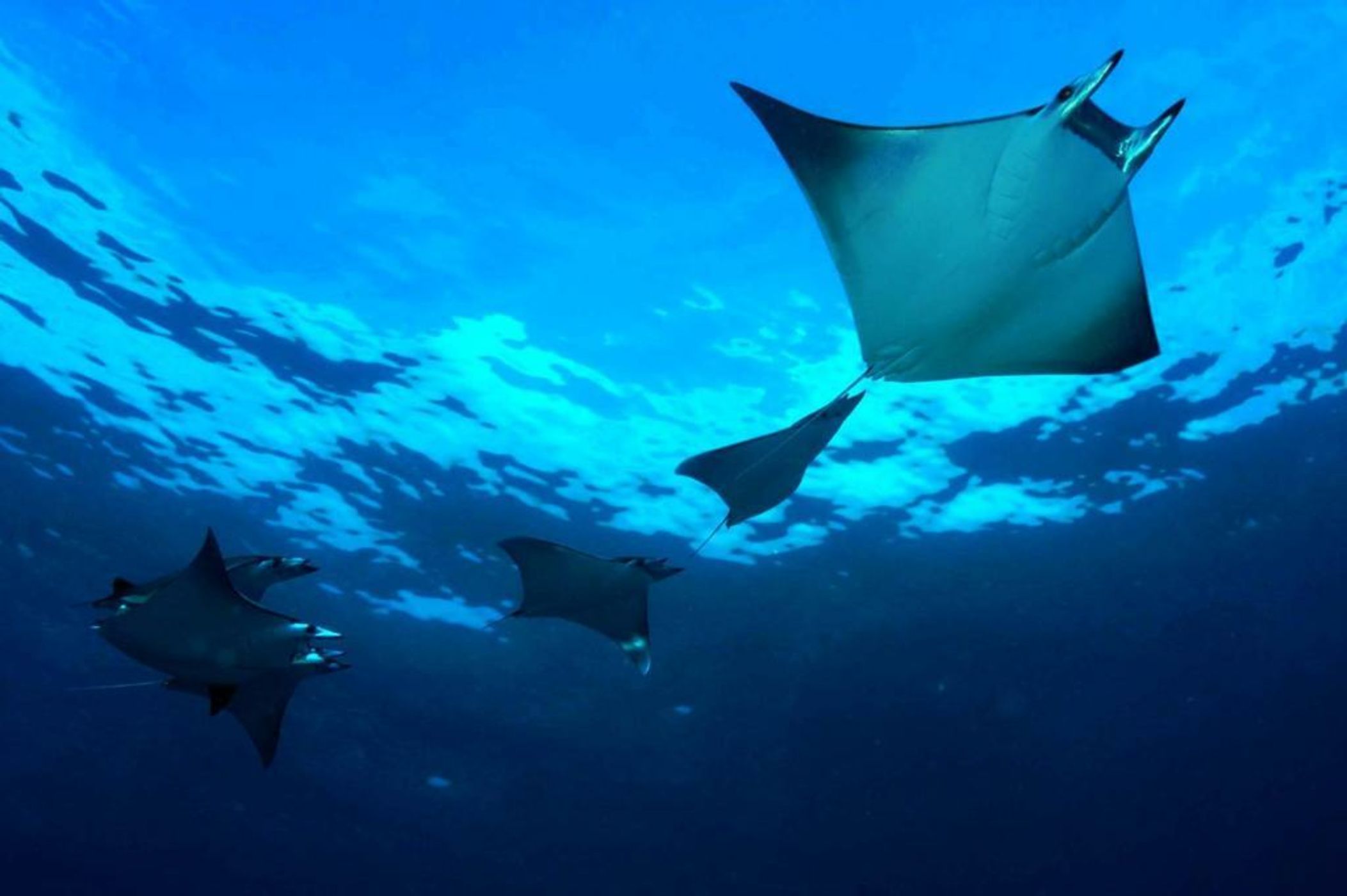 Dhigali Maldives - A Premium All-Inclusive Resort