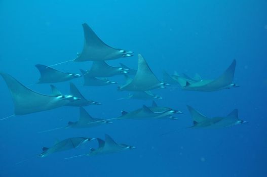 Dhigali Maldives - A Premium All-Inclusive Resort